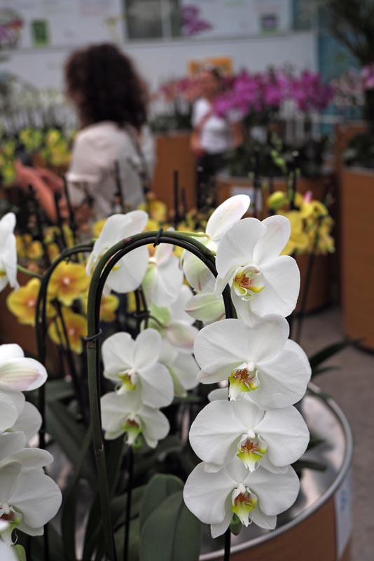 Ocean Orchids, foto Nikola Zoko (5).jpg