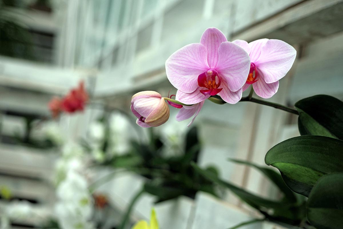 Ocean Orchids, foto Nikola Zoko (8).jpg