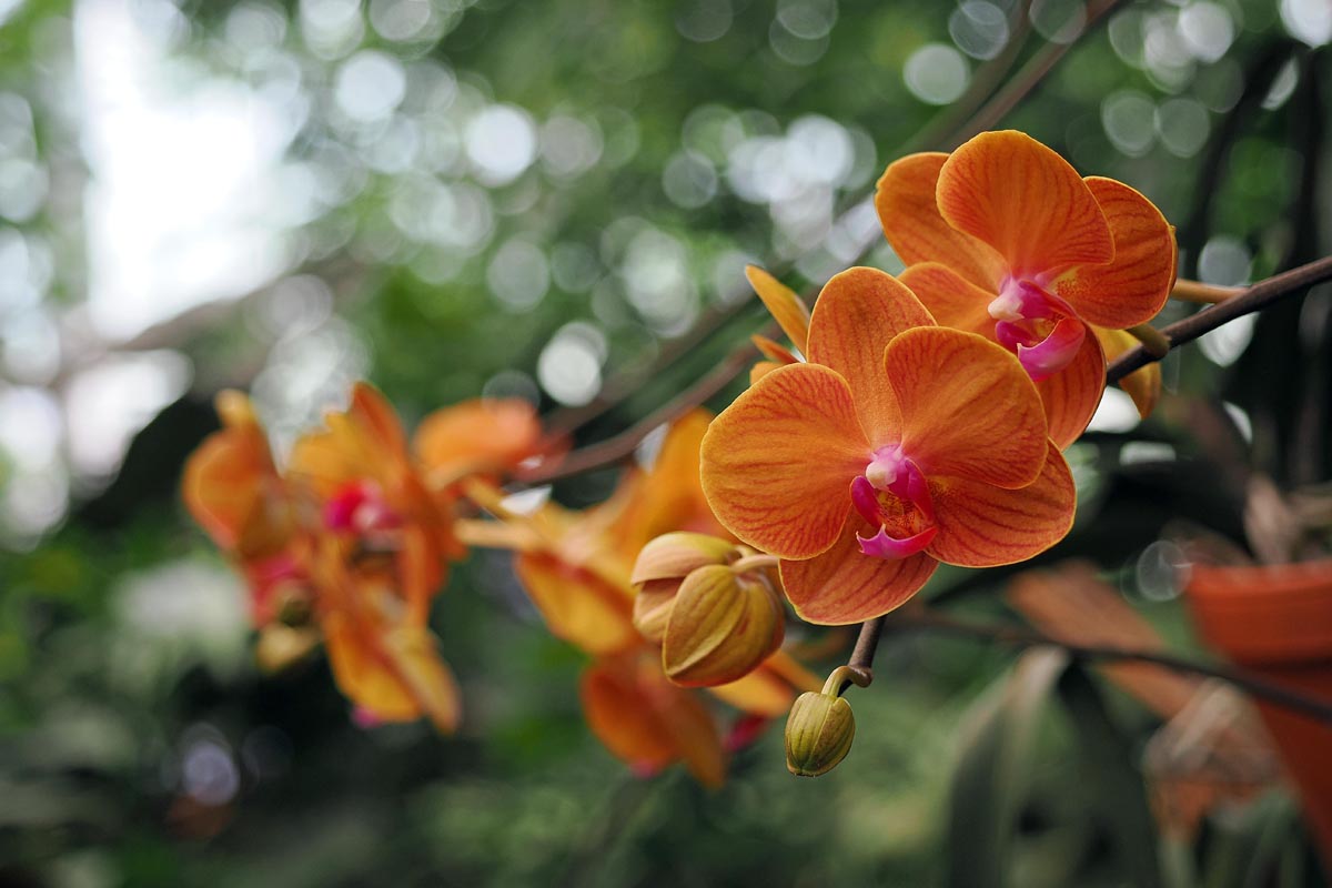 Ocean Orchids, foto Nikola Zoko (19).jpg
