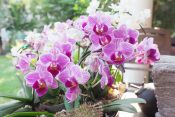 Orhideja, orhideje, cveće