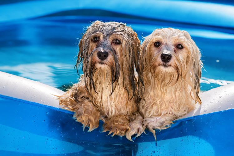 Psi, pas, bazen, leto, vrućina