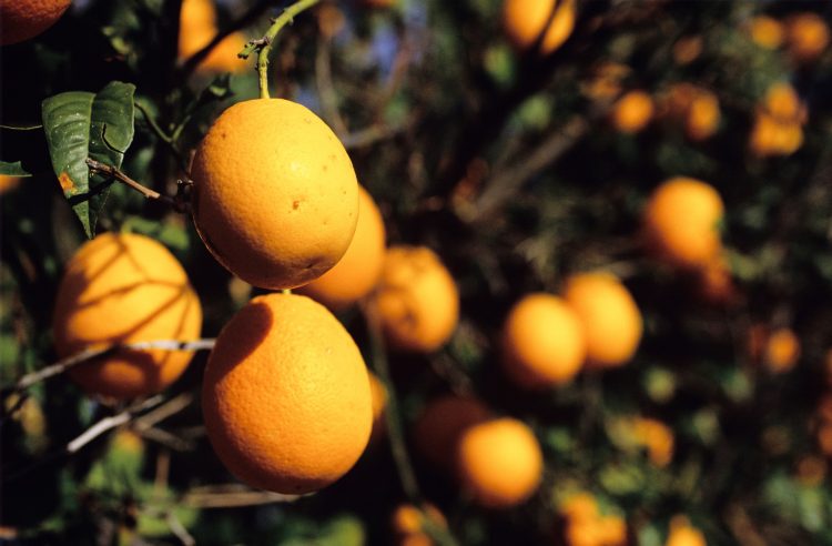 pomorandže