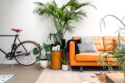 Dnevna soba, enterijer, biljka, kauč, bicikla