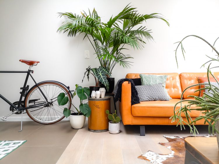 Dnevna soba, enterijer, biljka, kauč, bicikla
