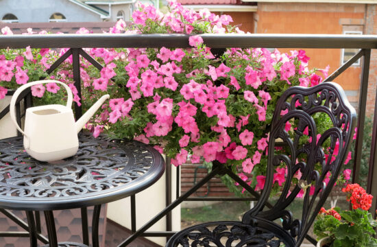 petunije Balkon, terasa, uređenje terase, cveće