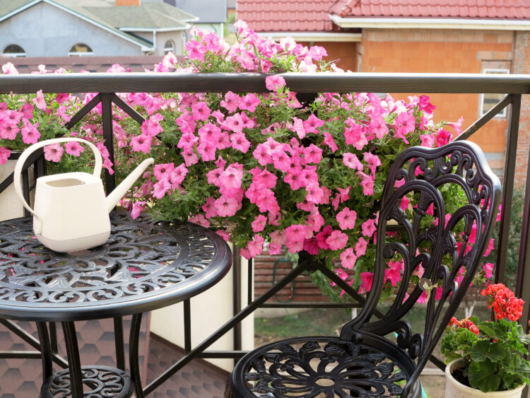 petunije Balkon, terasa, uređenje terase, cveće
