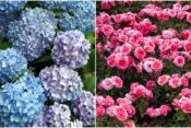 Hortenzije, ruže, zalivanje cveća
