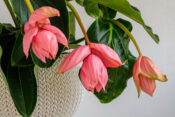 Medinilla Magnifica