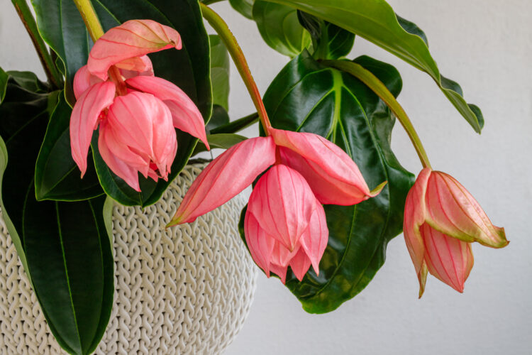 Medinilla Magnifica