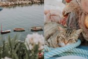 Procida