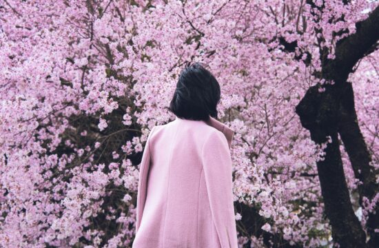 Cvetanje trešnje u Japanu